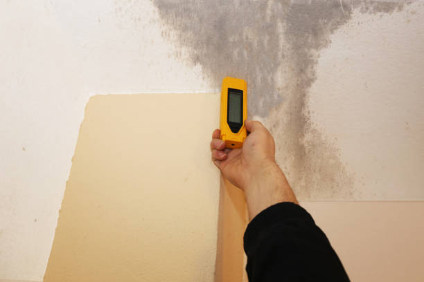 Mold Remediation for Rental Properties