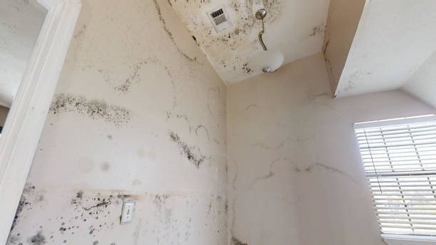 Environmental Consulting for Mold Prevention in Waskom, TX