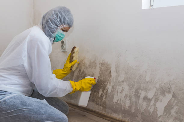 Best Emergency Mold Remediation  in Waskom, TX