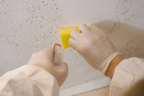 Trusted Waskom, TX Mold Removal Experts