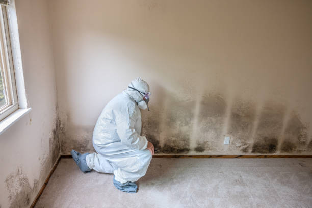 Best Basement Mold Removal  in Waskom, TX