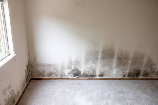 Best Mold Removal for HVAC Installations  in Waskom, TX